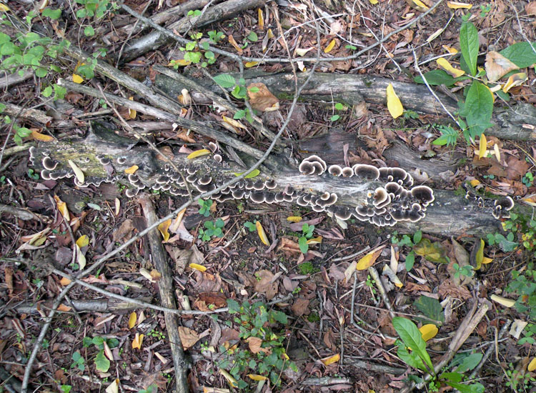 Rio del Campovecchio (RE) 03-10-09